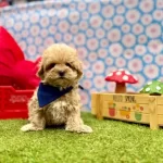 Kore Kan Maltipoo Mini Ve Sevimli