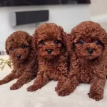 Atasehir De Kıvırcık Kızıl Toy Poodle Yavruları