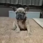 Mavi Gozlu Blue French Bulldog Yavrular