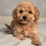 Sevimli Maltipoo Cinsi Yavrular Ev Uretimi
