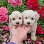 Kucuk Boy Malteseler