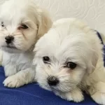 Maltese Miniklerimiz