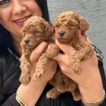 Ufacık Red Brown Poodle Yavrularım