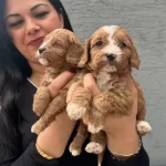 Mukemmel Ufacık Maltipo Yavrularım