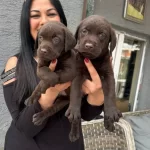 Mukemmel Safkan Cikolata Labrador Yavrularım