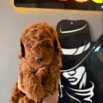 2 Aylık Safkan Ve Irk Garantili Yavrularımız