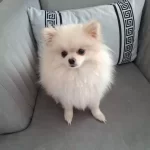 11 Aylık Pomeranian Tilki Surat