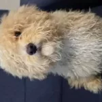 Maltipoo Erkek Yavrumuz