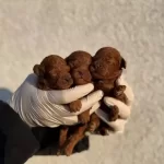 Kadifemsi Tea Cup Poodle Yavrular