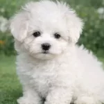 Inanilmaz Uygun Fiyatlara Gerçek Maltese Yavrular