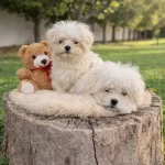 Inanilmaz Uygun Fiyatlara Gercek Maltipoo Yavrular