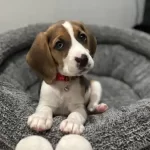 Irk Ve Saglık Garantili Beagle Yavrularım