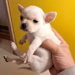 Beyaz Canta Boy Chihuahua Bebekler