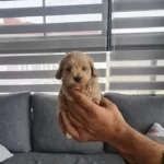 Minyatur Minigim Teslime Hazır