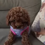 Dark Brown Kore Toy Poodle Yavrularımız