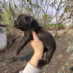 Aydın Efeler De Cane Corso Yavruları