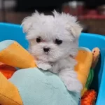 Minyatur Korean Maltese