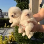 3 Adet Pomeranian Boo Bebeklerimiz Yuvalarını Bekliyor