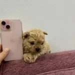Micro Safkan Poodle