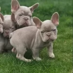 Renkli Gözlü Ev Ortamında Bakılan French Yavrularım