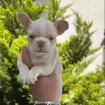 Benekli Kurk Yapılı French Bulldog