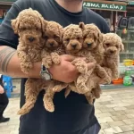A Kalite Orjinal Saglıklı Kıvırcık Poodle