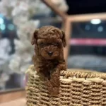 Kore Red Brown Poodle