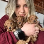 Poodle Yavrularımız Renk Renk