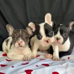 Alacalı Desen Fransız Bulldog Yavrularımız