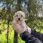 Oyuncak Surat Maltipoo Bebeklerimiz