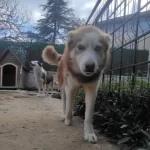 Sibirya Kurdu Husky Konya