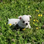 Mukemmel Elma Kafa Erkek