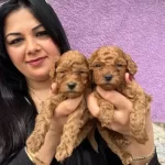 Miniature Poodle Yavrularımız