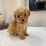 Cok Kucuk Kıvırcık Kuzu Maltipoo