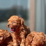 Oyuncak Gibi Toypoodle Yavruları