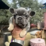 Egzotik French Bulldog Bebekler