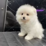Miniature Pomernian Boo Yavrularımız