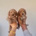 Teslime Hazır Minyatur Minnaklarım Tuvalet Egitimli