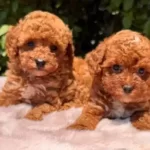 Safkan Ve Irk Garantili Yavrularımız