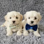 Pofuduk Maltese Terier Yavrular