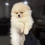 Irk Garantili Pamuk Seker Yavrularımiz