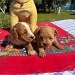 2 Aylık Poodle Cok Oyuncu