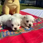 Pofuduk Beyazlıklarıyla Maltese Terrier