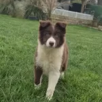 Karakteristik Maskeli Border Collie Yavru