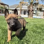 Efsane Belcika Malinois Yavru