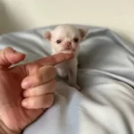 Mini Mini Chihuahua Sivava Bebişler