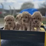 Maltipo Harika Bebekler