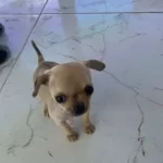 Sarı Canta Boy Chihuahua