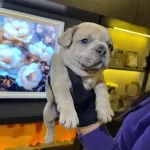 Egzotik French Bulldog Yavrularım Harika Renkler