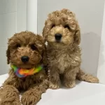 Minyatur Poodle Yavrularımız